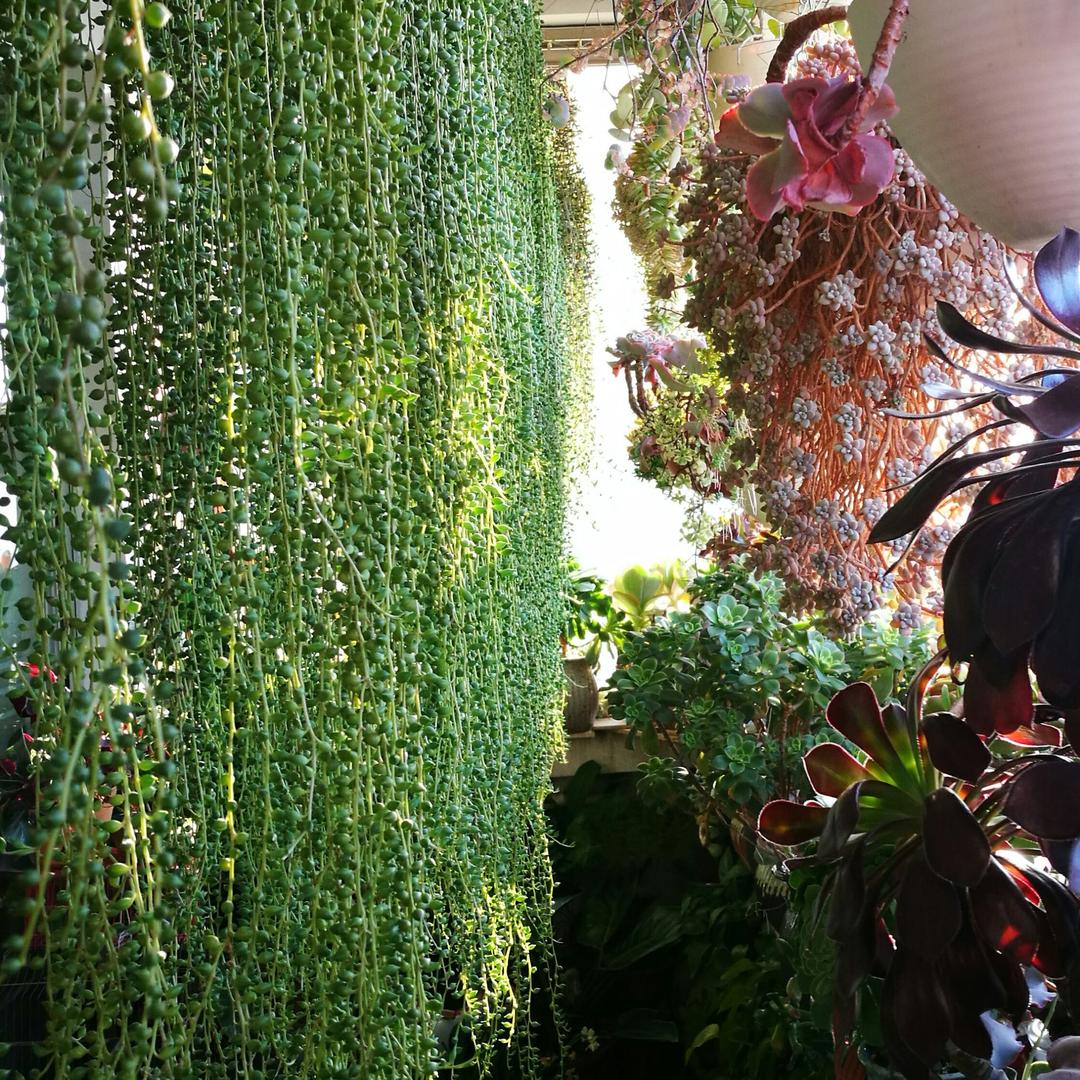 花恋花痴_