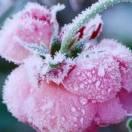 冬天的雪65398