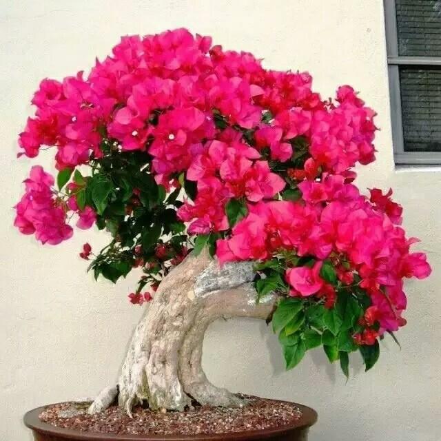 叶望花开.
