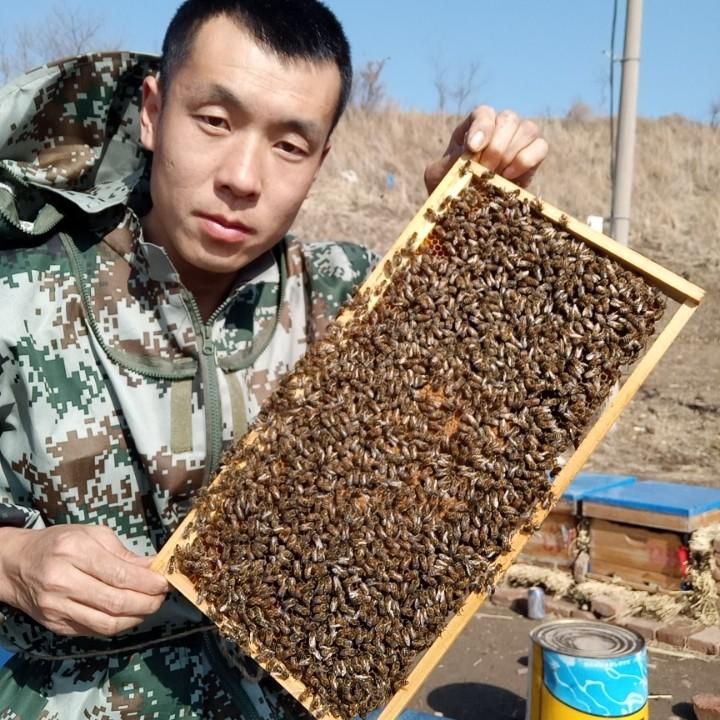 吉林蜂农~快递蜜蜂