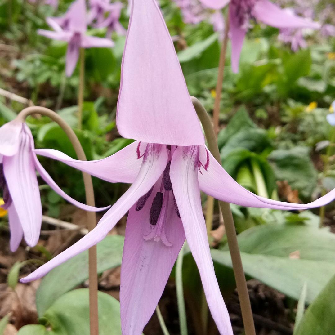 爱花人97214