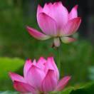 春花秋月+