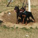 唐山燕赵宏慕犬业