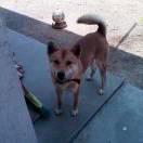 财神存钱罐鱼泡泡🥰