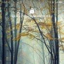 ~缘终尽～花归尘