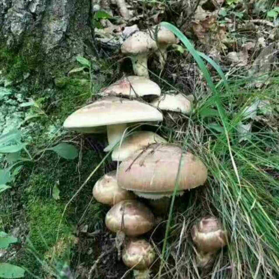 星越L小马哥