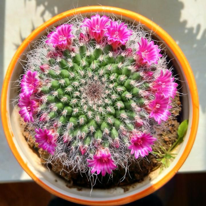 学英语的零食猪