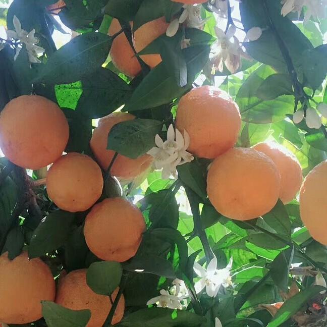 幸运🍀🍀🍀福星🍀🍀🍀