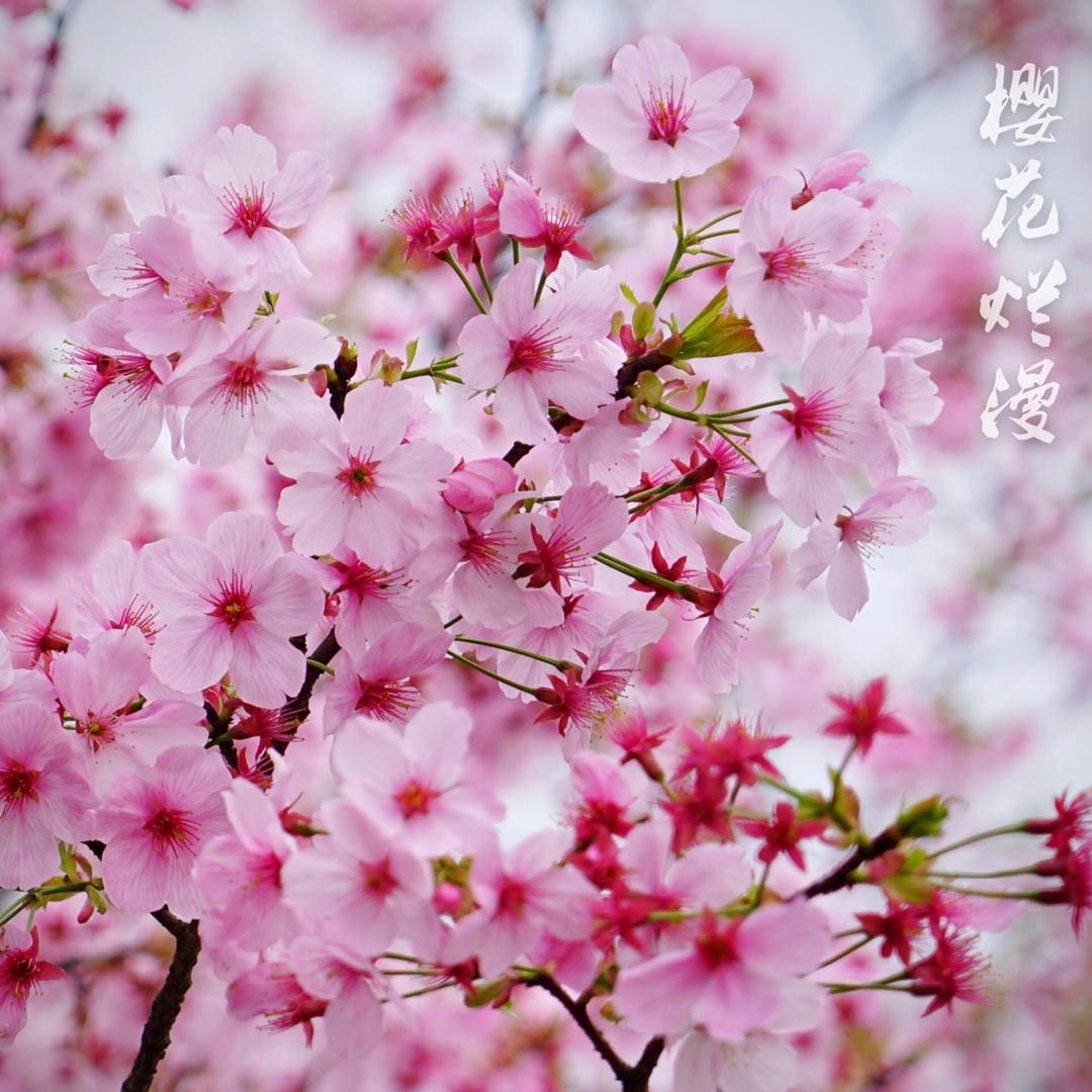 小资