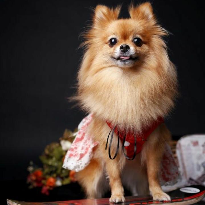 达狗🐕灵灵