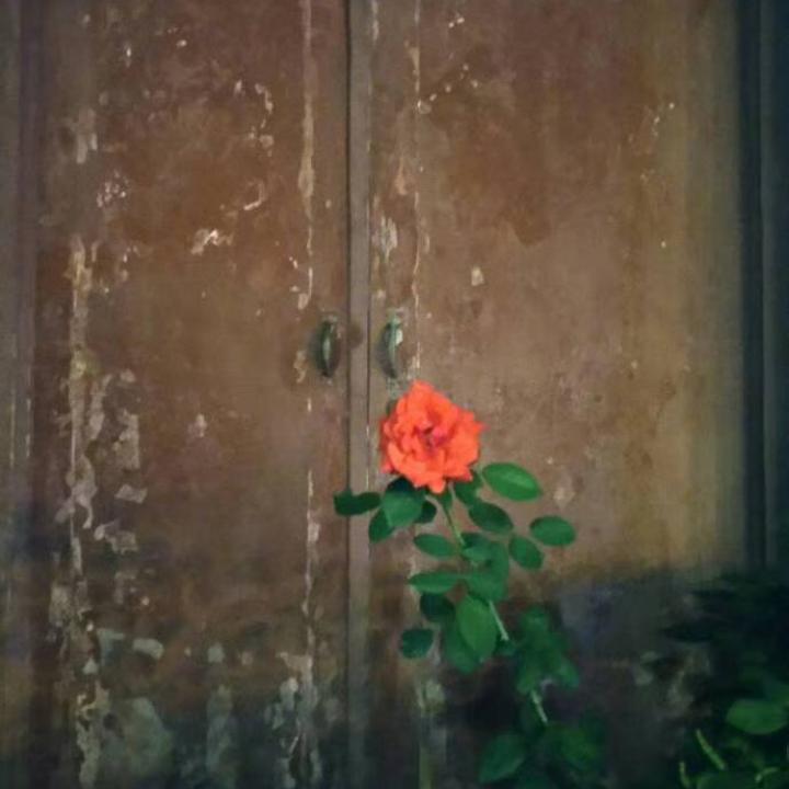 狗尾巴草