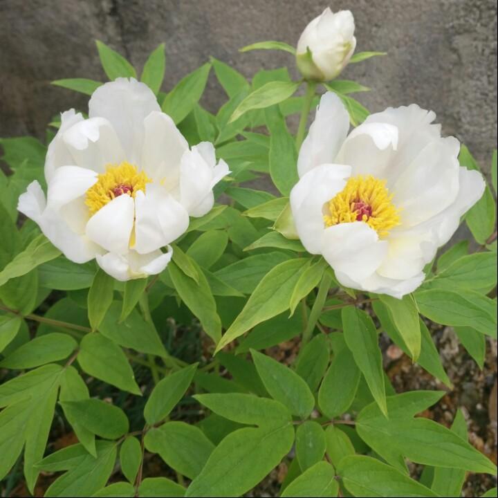 茶韵优香。