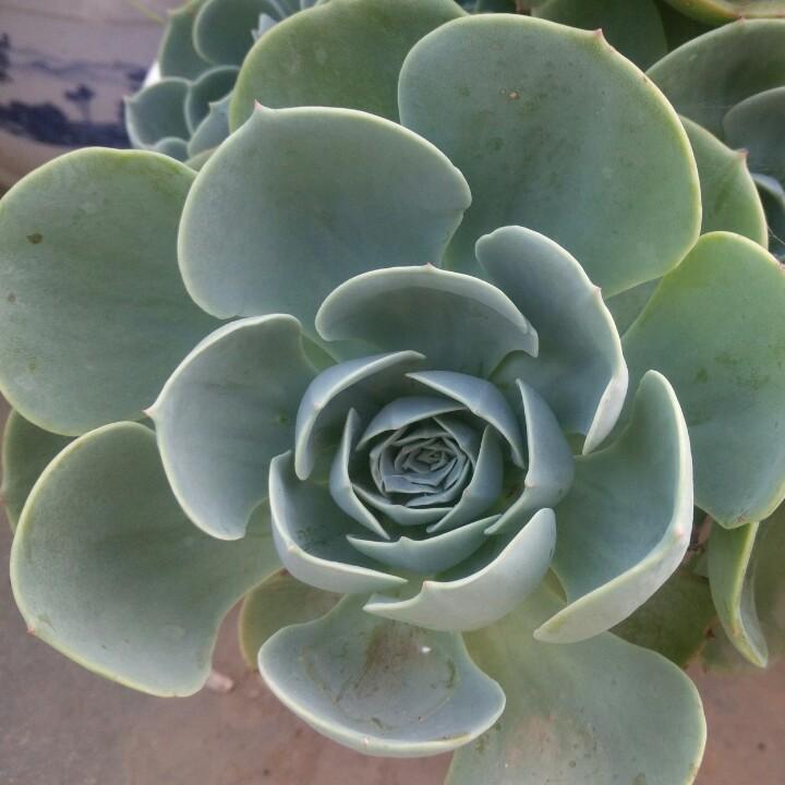 小涛