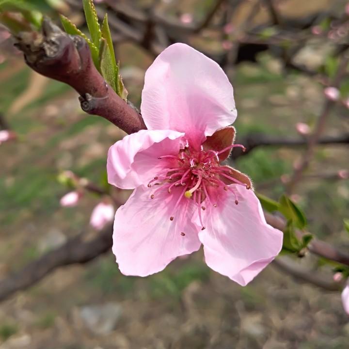 小刀