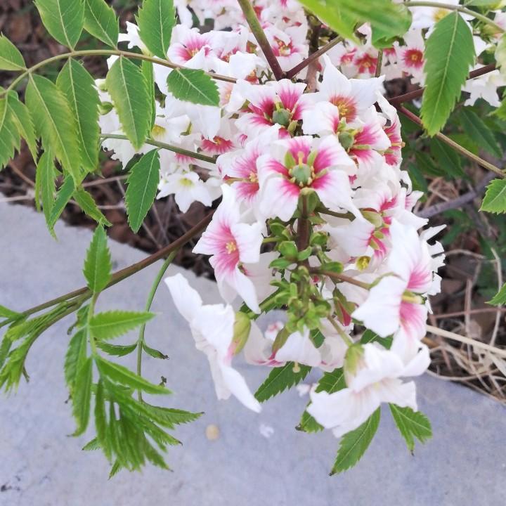 冬白菜