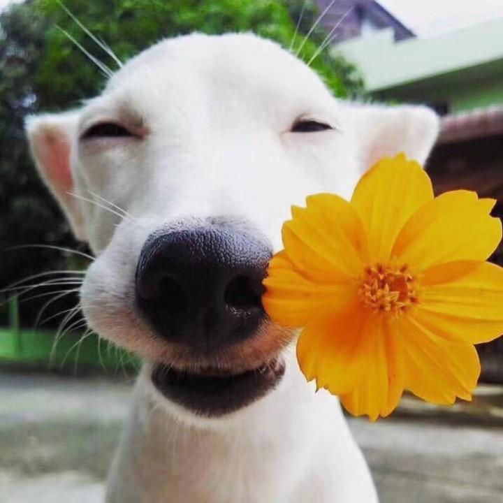 娇娇