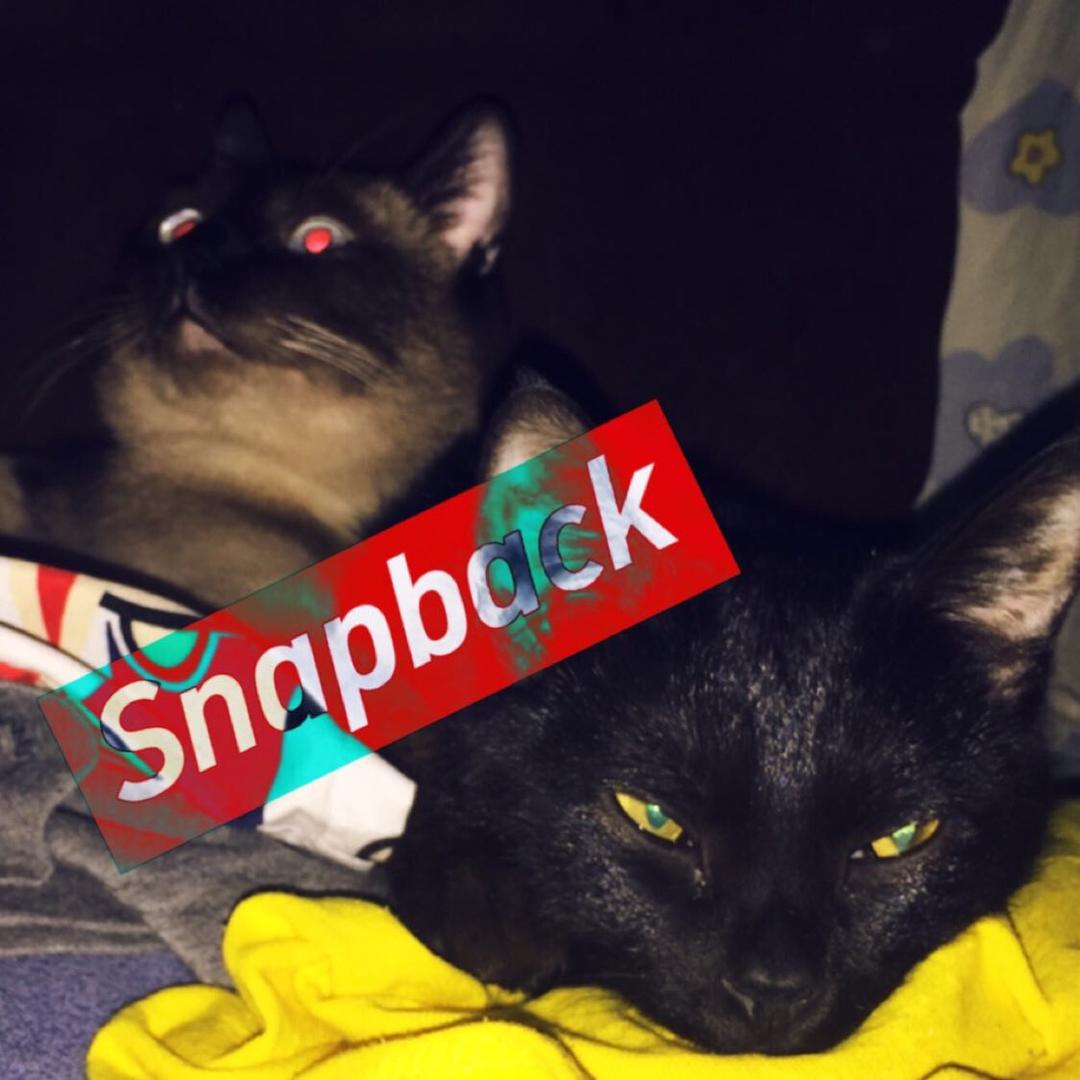 🐱sir