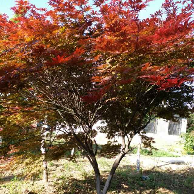 木