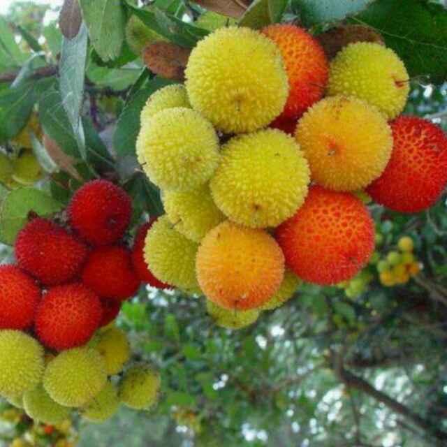 珠珠：
