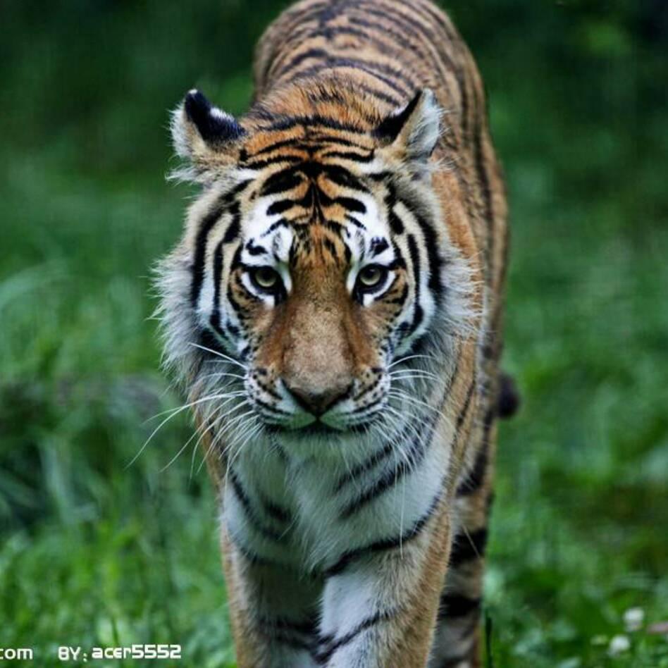 我姓王，你别狂。🐯