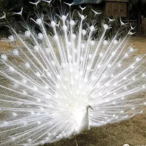 骆义维