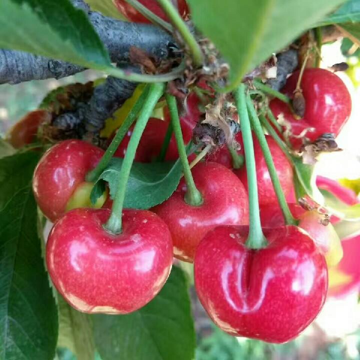 自家🍒🍒樱桃