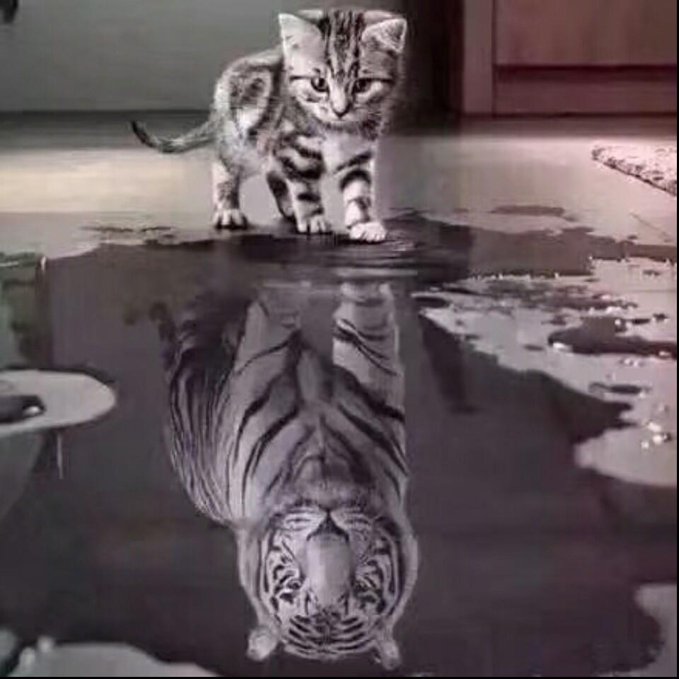 扮猪吃虎