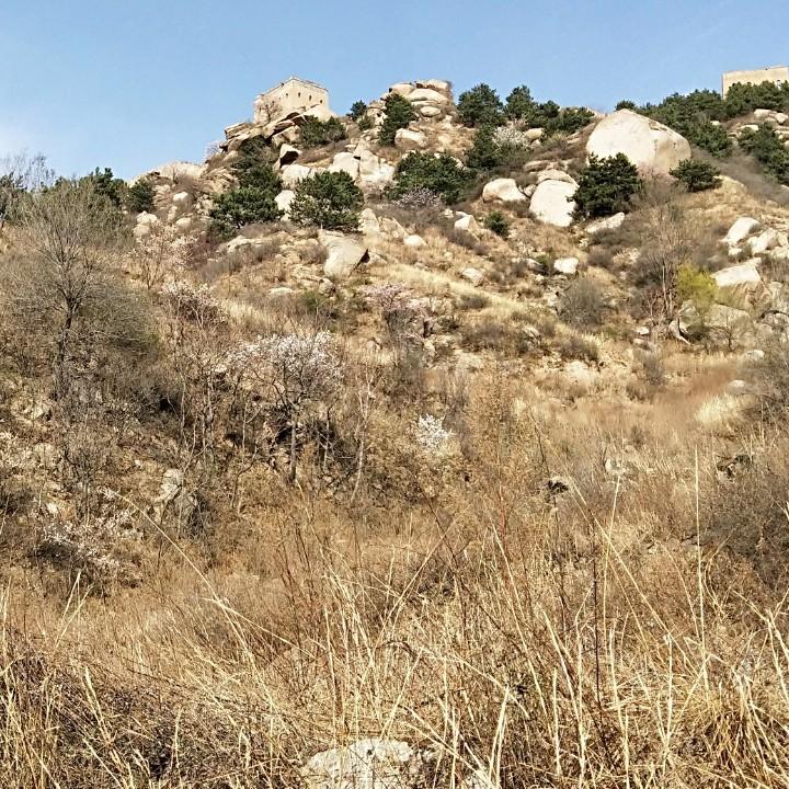盘旋的大老鹰