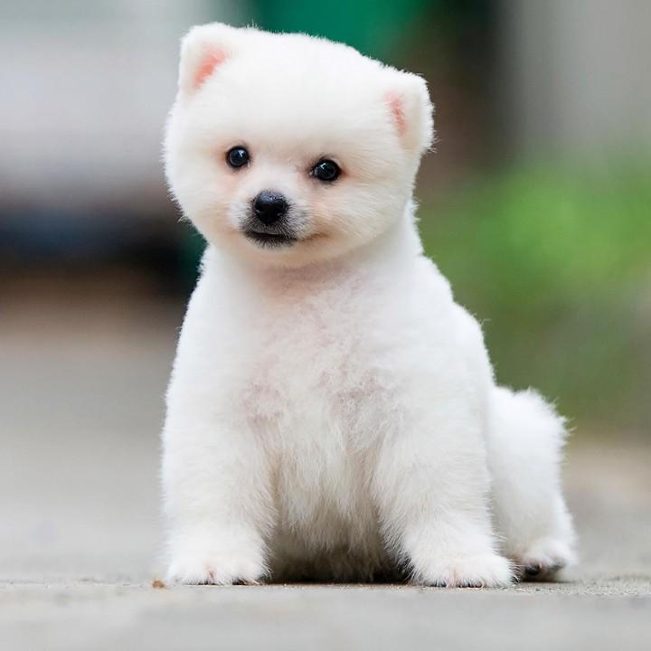 gan