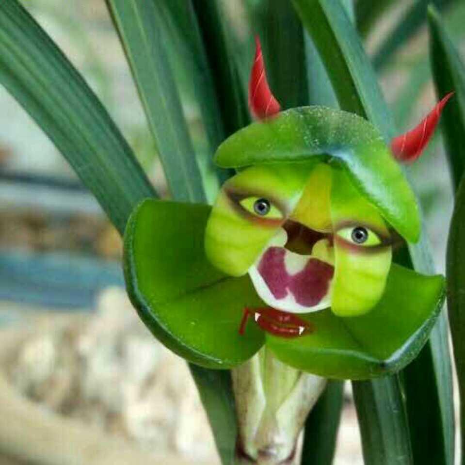 栾川兰花宝贝