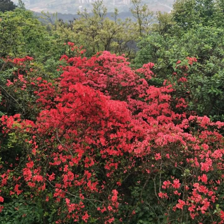 来去匆匆