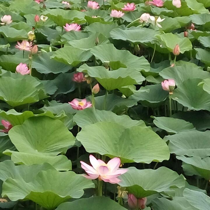 丿潮流灬