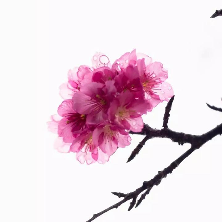 哈蜜瓜