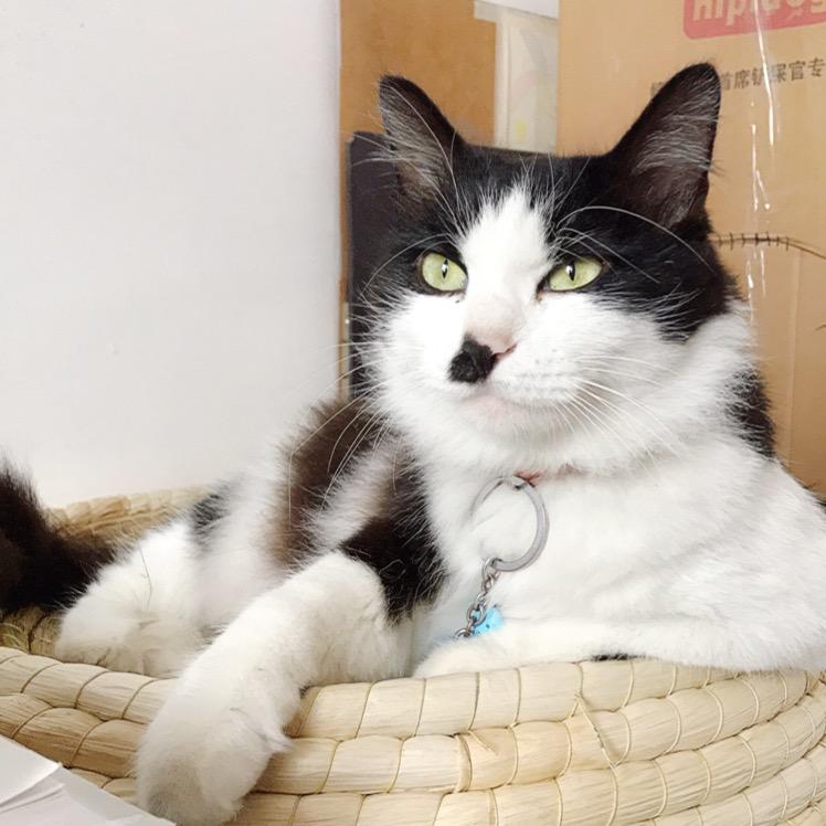 猫猪仔