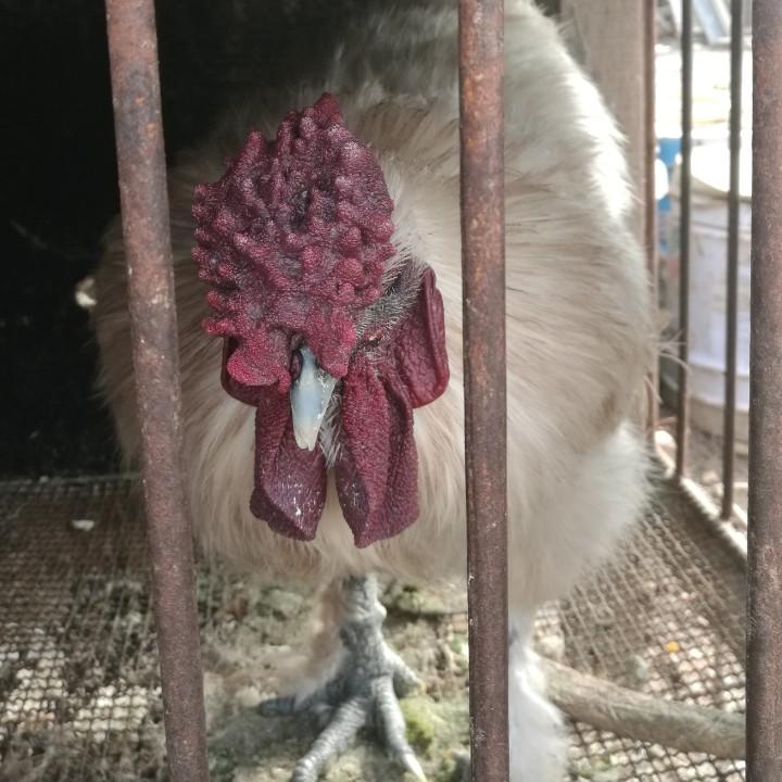 撒欢滴鸡崽