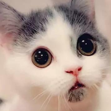 叮当猫
