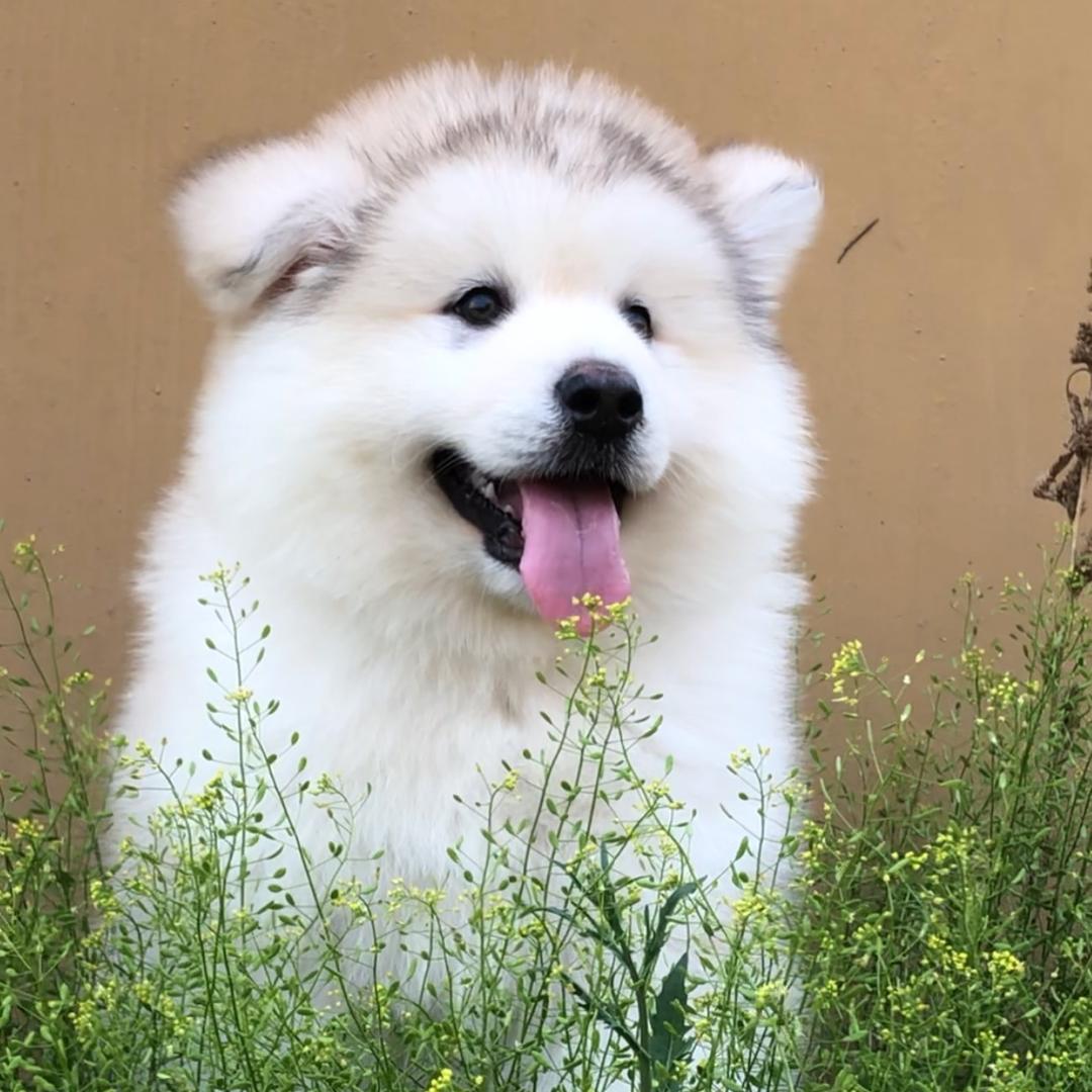 孙丹家阿拉斯加狗场萌宠狗狗
