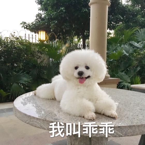 我叫乖乖