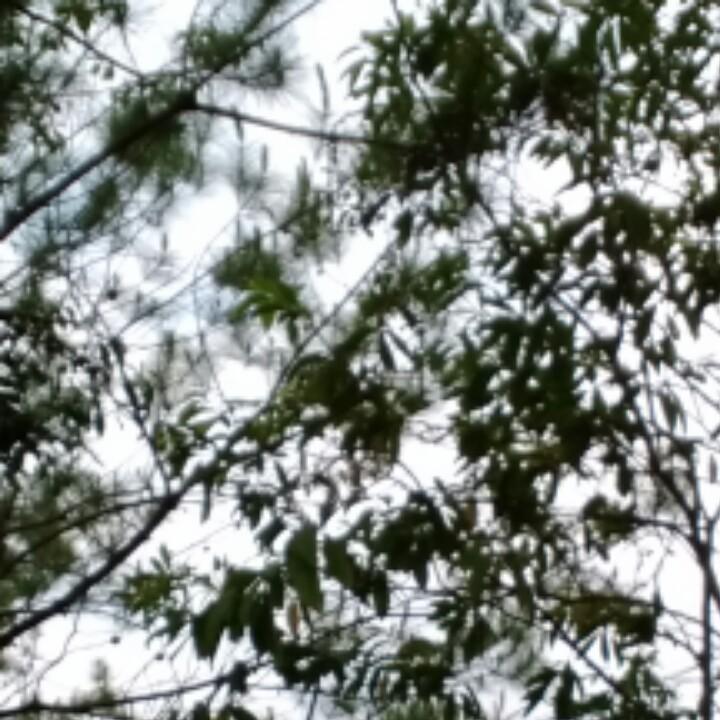 轻舞飞扬