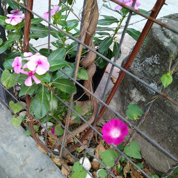 小小#丫头