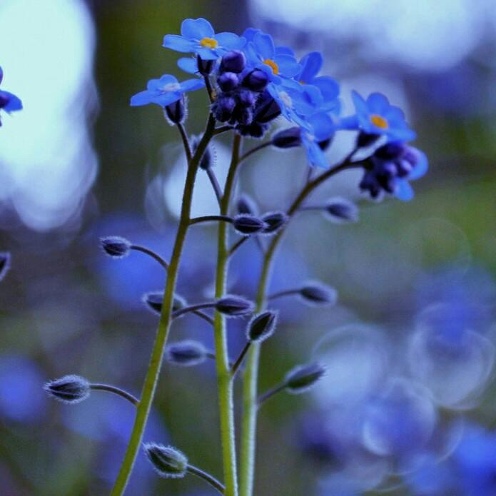 芬：‘