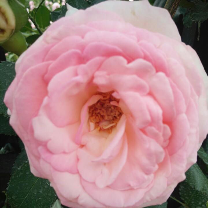 我可以在你生命里唱忐忑