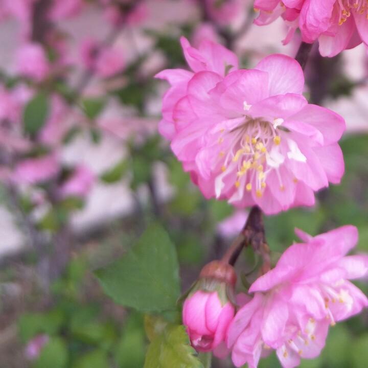 曦曦晓月