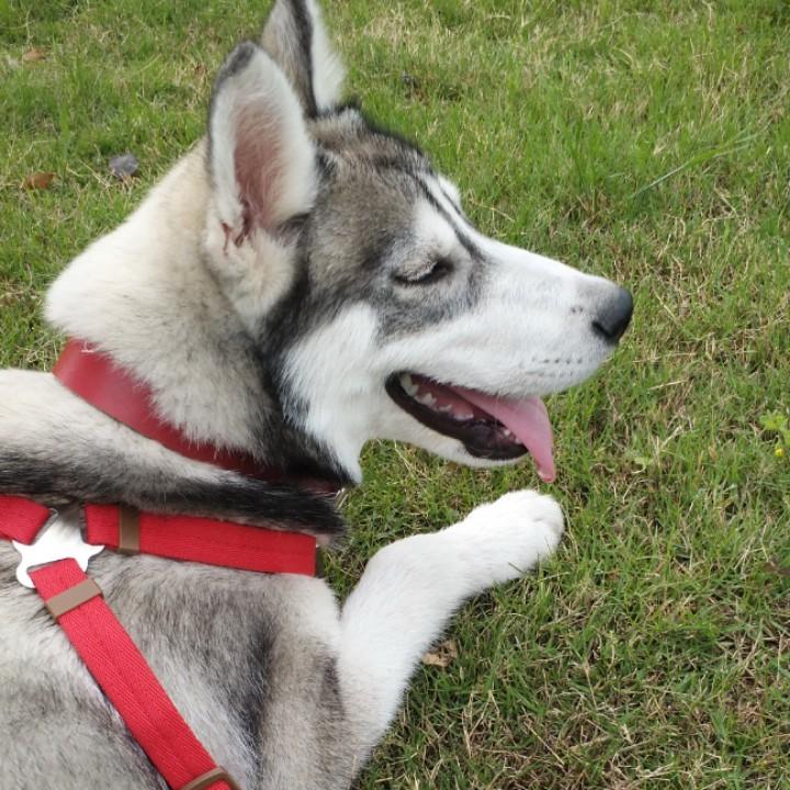 养了一只二狗的小豆芽