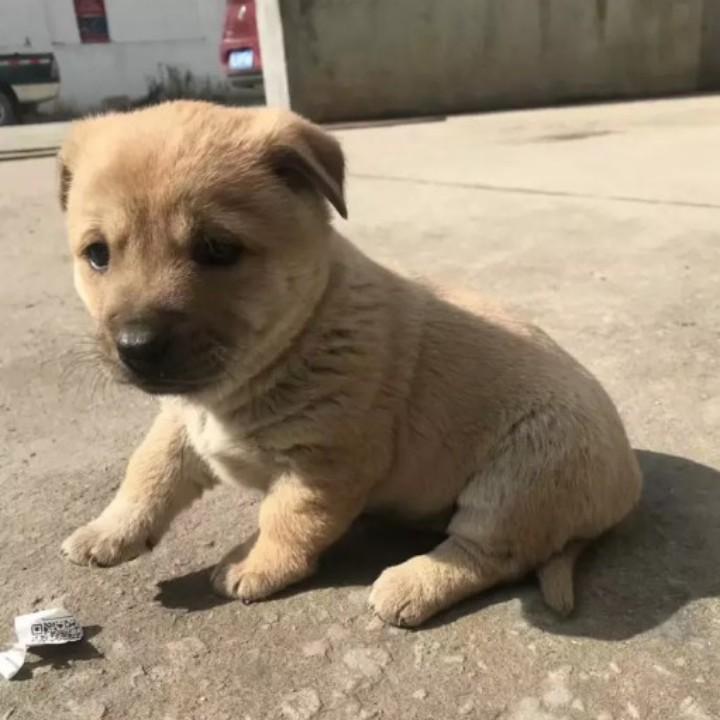 斯魔法特