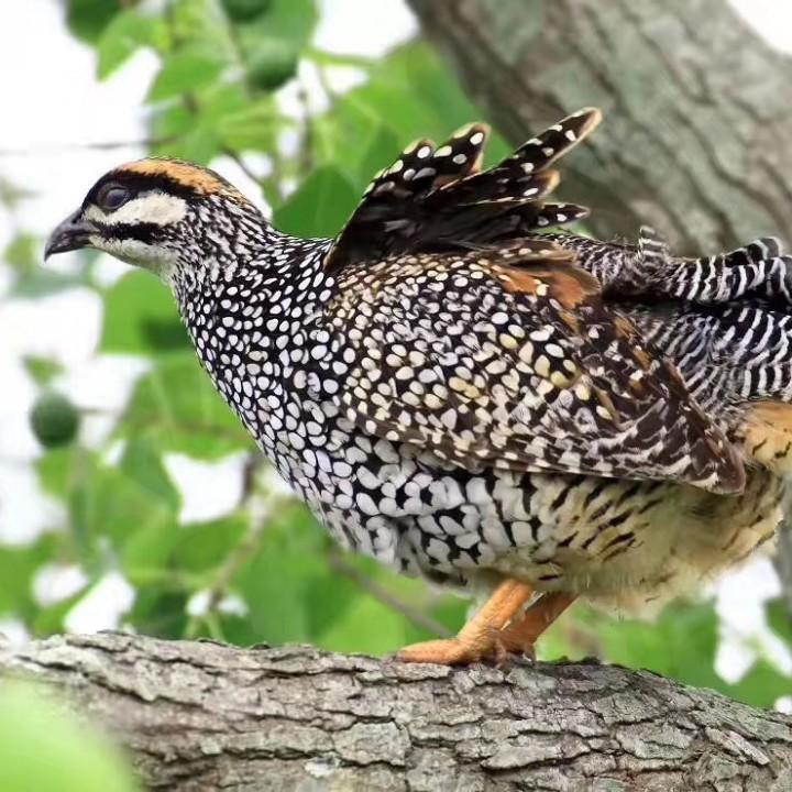 明哥仔养蜂记