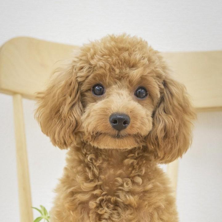 大碗三少@