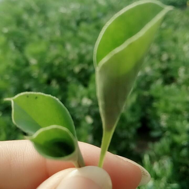 灬丨倾注你的笑丶