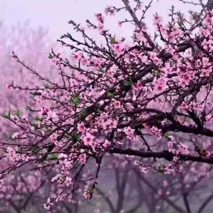 阿妹