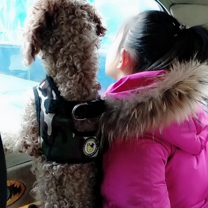 头顶一只喵喵
